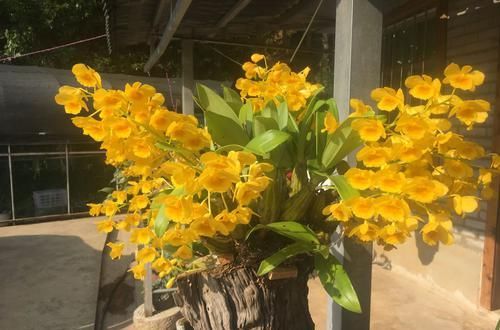 『石斛』分享我的石斛故事:养石斛兰根系不是那么重要,无根也能冒芽开花