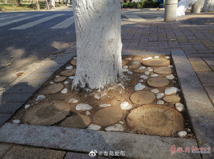 别有一番韵味!八大关景区树穴变“树桩盆景”