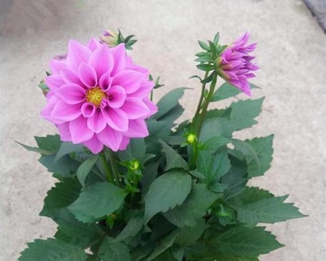  家里■家里有这“4种花”，4月多晒一晒，叶片绿、开花旺，植株抗性强！
