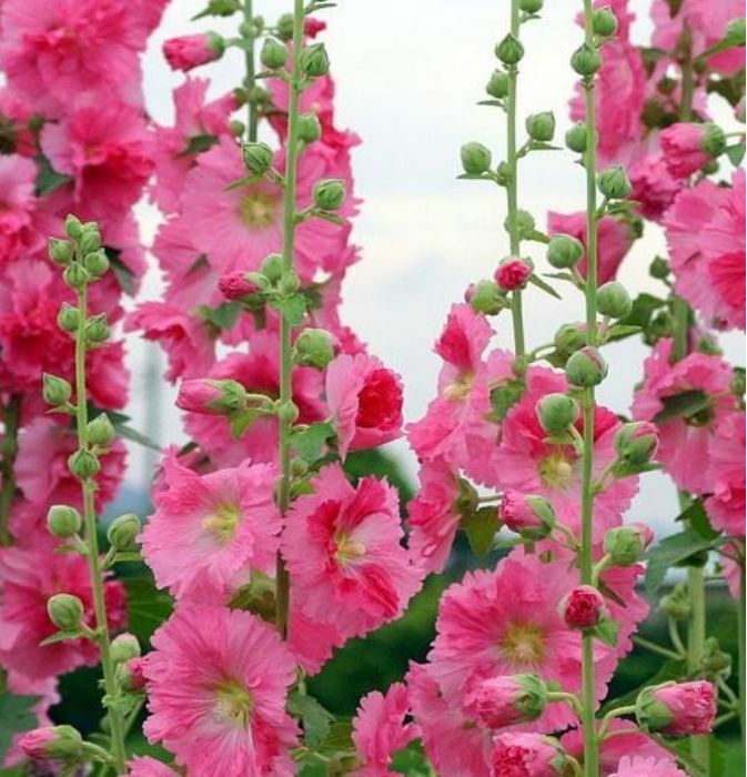 「能开成」“这种花”太牛了，1枝花茎开出50朵花，有太阳就能开成花海！