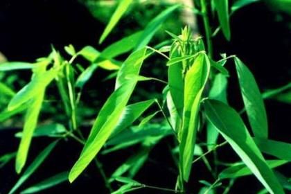  『跳舞草』能够根据声音产生反应的植物是什么？跳舞草是怎样跳舞的？
