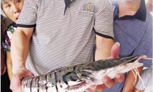 「之物」网友钓上不明之物,有人说这是稀罕物,很值钱