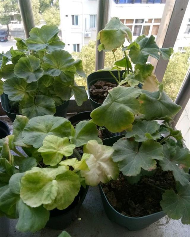 竺葵在生长|“天竺葵”叶子发白萎蔫?用好这3招,叶子翠绿长势好