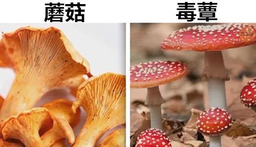  陶瓷杯@10对也许让很多人经常容易混淆的极其相似的事物