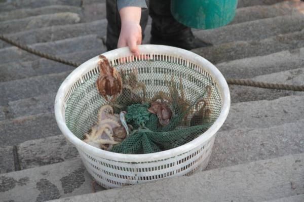 青岛渔民一天捞80斤海鲜 上岸5分钟就被抢光