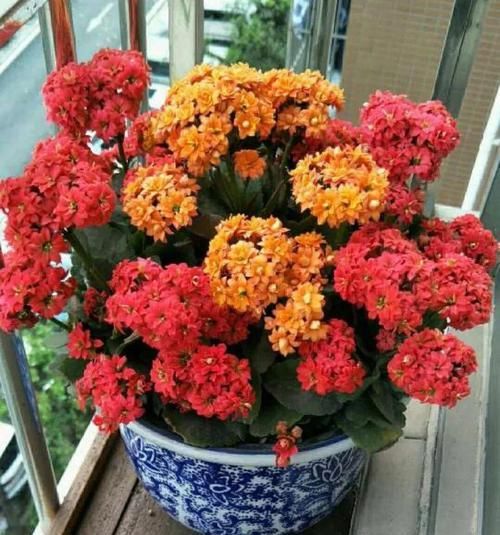  『家里』家里养盆团圆花，开花多旺家宅，瞧一眼就忘不掉！