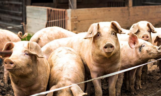  [取消]生猪禁养取消，农民可以像过去那样建养殖场不妨听听专家