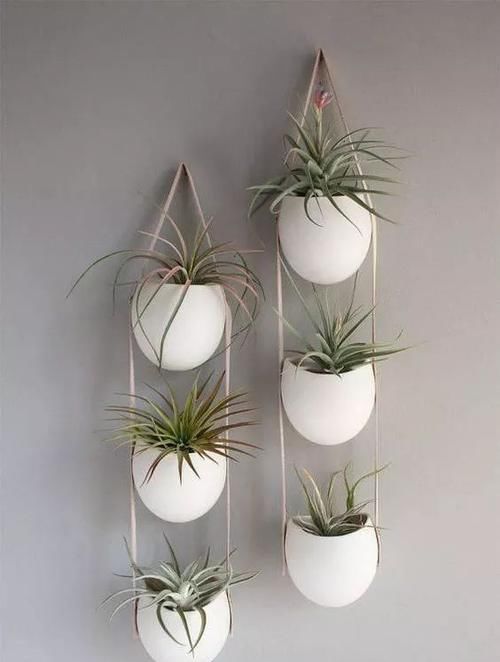  「空间」植物还种在地上？隔壁邻居把植物挂在了墙上，美翻了