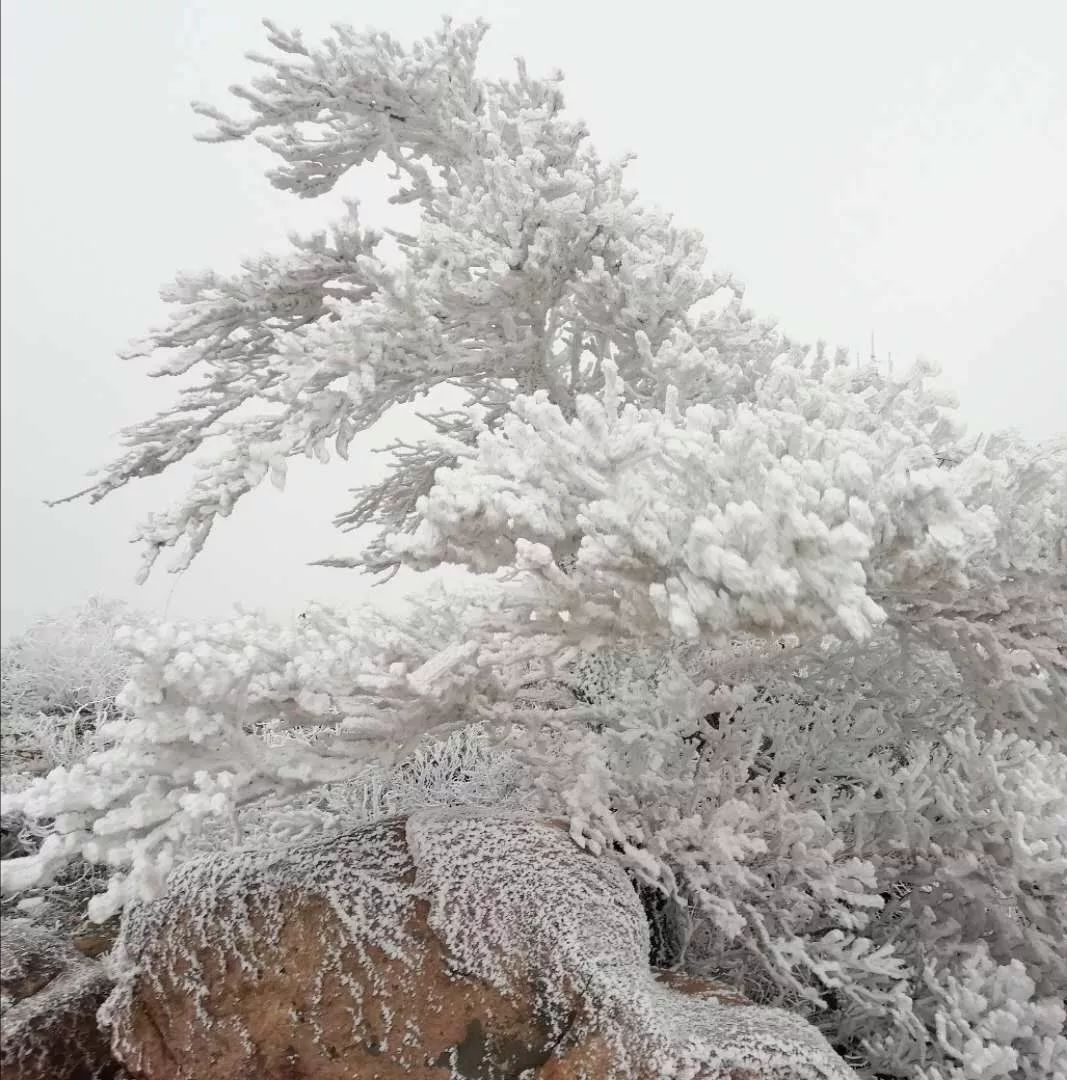 潍坊喜迎新年第一场雪！这里的雪景最好看！