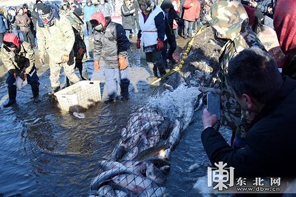 密山冬捕节开幕 2小时捕获鲜鱼4万斤