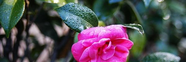  『土壤』刚买回来的茶花该怎么进行养护?