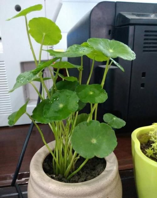  『倒入』把豆浆倒入铜钱草中，奇迹出现了，盆盆疯长爆盆，叶片比拳头还大