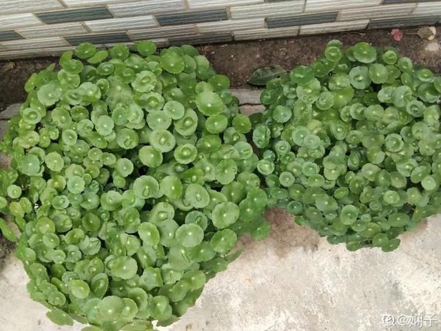  「得像」急性子就养铜钱草，俩月爆满整个家，多得像生物入侵