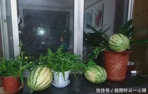 厉害:中国大妈把洋女婿的花园种成了菜园,网友:厉害啊
