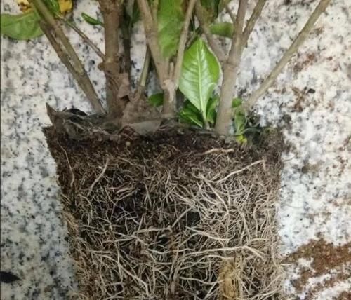  『换土』新买来的栀子花，怎么换盆换土，有技巧！
