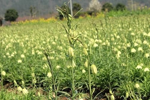  [植物]1种野草按克卖！碰到它别乱挖，1斤就值600块，很多人见都没见过