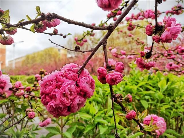  花儿：图集丨?花儿缀满枝头，醉了靖宇山城