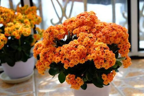  『延长』长寿花开花后，做好3步，又延长花期，让你看个够