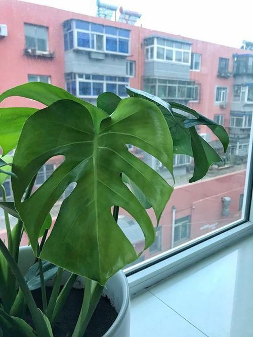  [耐阴]家里养花“光照差”？，推荐6种花，耐阴还漂亮，不见太阳就嗖嗖