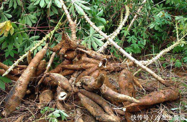 农村这样东西亩产几吨，2毛钱一斤没人收购，农民无奈拿它喂羊