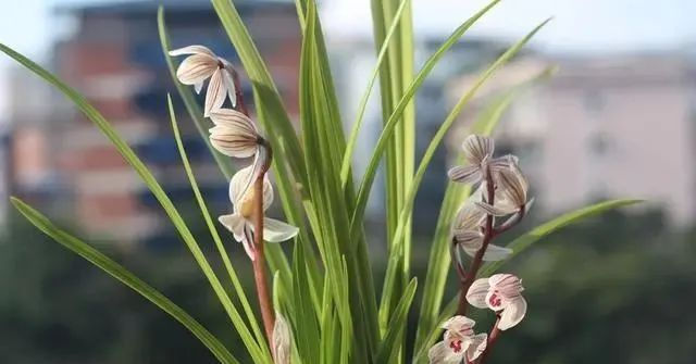  #时间#养兰花,找对3个时间点,兰花新芽猛蹿爆满盆,郁郁葱葱开花旺!