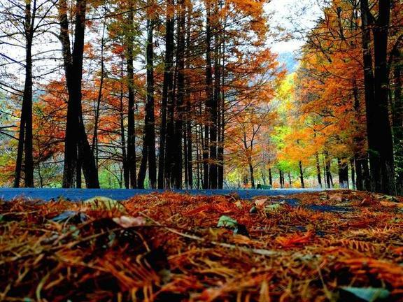 中国最美的几条自驾游公路，一定要开上爱车去一次，错过实在可惜