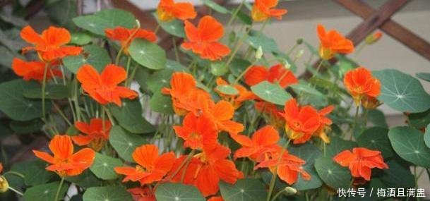 『黄叶』旱金莲养养就黄叶,改正2个“小细节”,叶片不黄,花开不断!
