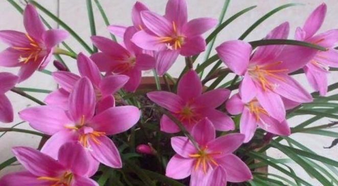  「栀子花」聪明人都爱养这3种花,养花也养人,在家养1盆,“旺财”又旺事业...