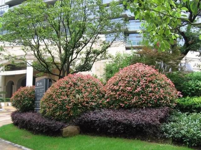  『值得』那些你不知道的地被、花卉植物种植规范，你值得拥有！