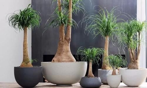  #室内#适合忙碌的人栽培的耐旱、耐阴植物，养室内没阳光的地方也没问题