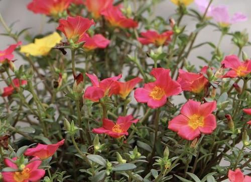 『花苞』花苞多的“3种花”,种花盆里就“成活”,养1个月冒花朵,太美