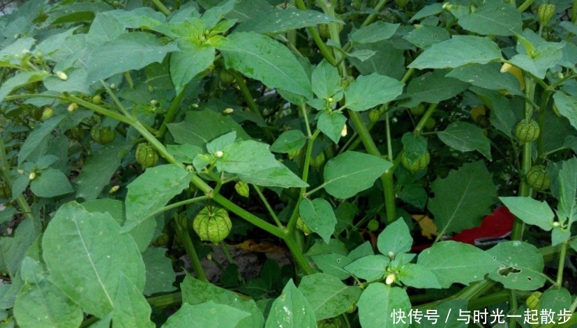 农村此野草，叶下挂满“灯笼”，是天然的“牙疼药”，遇到要珍惜