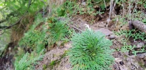  【花钱】山上一种植物，是盆栽佳品，懂花的人见到就挖，省下买花钱
