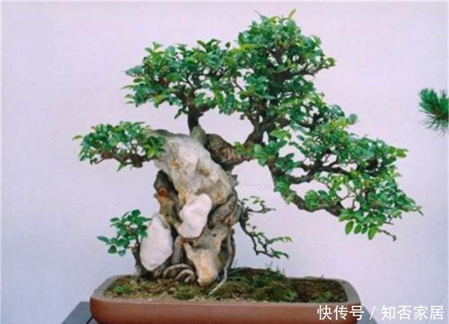 叶家:大叶家榆是盆景界中的“乡巴佬”?养护做好“4要点”,秀雅精致
