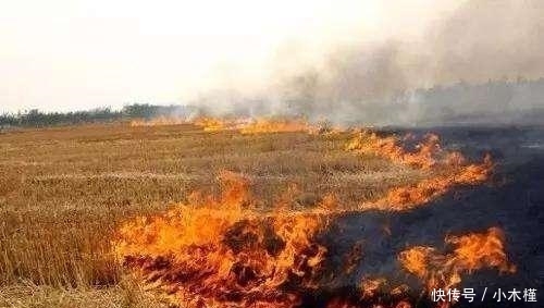 当初鼓励秸秆还田, 如今弊端显现, 农民质问专家: 损失谁来负责?