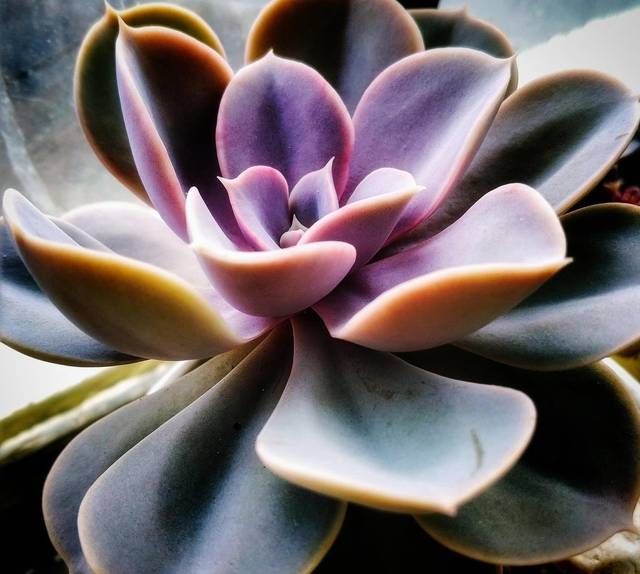  喜欢■3种花养了就爆盆，好养易活开花漂亮，招财又纳福，谁养谁喜欢