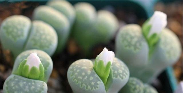 #春天#春暖花开,多肉植物这样养,叶肥茎也壮!
