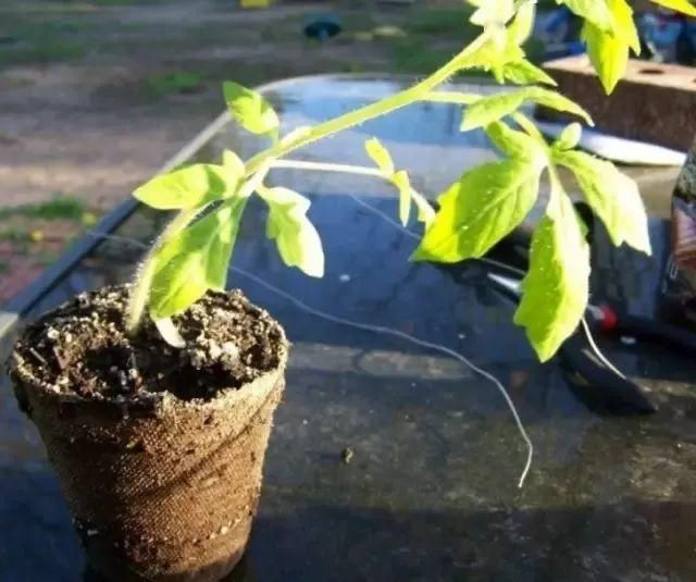  「番茄」春天来了,用塑料瓶种菜,自给自足,每个人都可以学会!