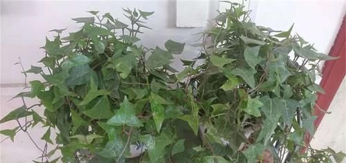  「适合」5种藤蔓植物，每一种都适合在阳台养，挂起来像瀑布一样，有气势