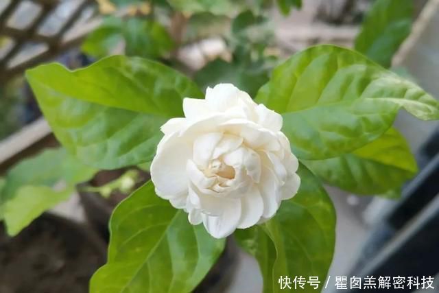 『品种』3种重瓣茉莉花品种,花朵华丽,浓香扑鼻