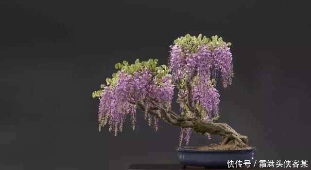  [栽种盆景]玩盆景，已成为当下追求高品质生活的一股潮流