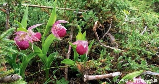  【观赏价值】正在消失的美丽：稀有兰花