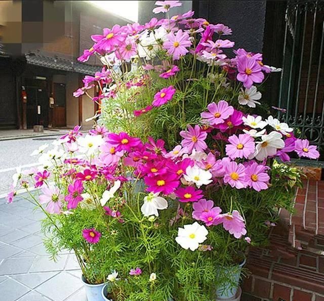  #阳光充足的环境#100种常见开花植物的养护要点与花期，快来看看有没有你喜欢的