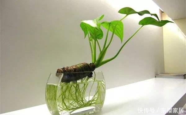  身体：家里有这几种植物赶紧扔掉，对身体有害，再好看也不能养