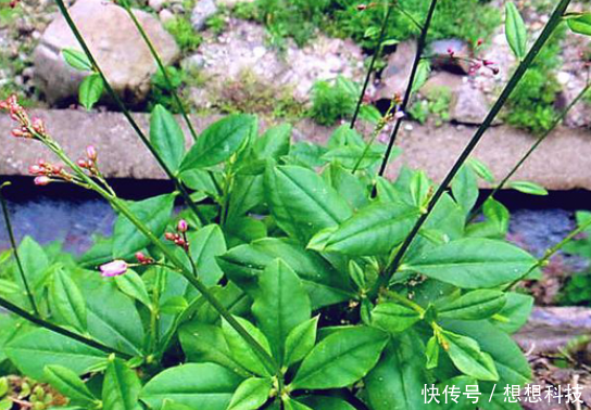 农村的土人参，曾是房屋边的杂草，嫩叶是上好野菜，根部价值更高