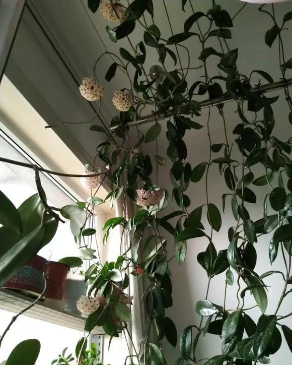 散射光:家里采光差,养3种耐阴花,光照少也能呼呼长,开成花墙太惊人!