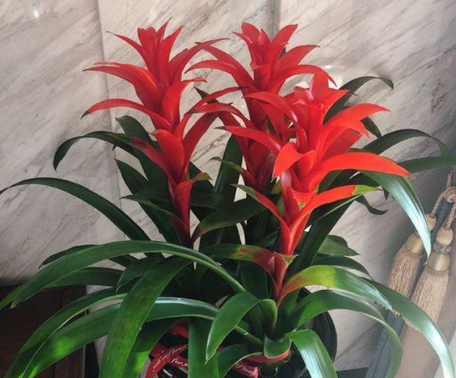  【红艳】此花，花在株顶或者中部开放，花叶繁盛，花色红艳。