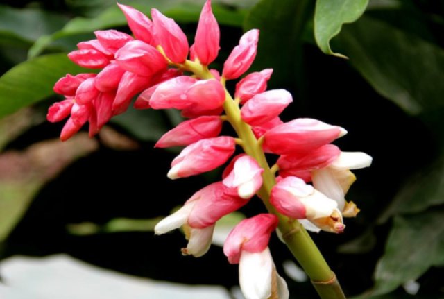  药用价值|有种植物名叫良姜，过去农村很常见，如今观赏价值和药