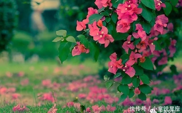  「组诗」《槐花》组诗 李润林