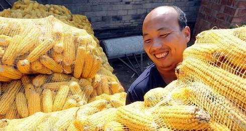  玉米@农民昨天卖完玉米，随手拍了一张价格单！收购价到底多少钱